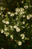 Myrtus communis subsp. tarentina RCP7-06 040.jpg